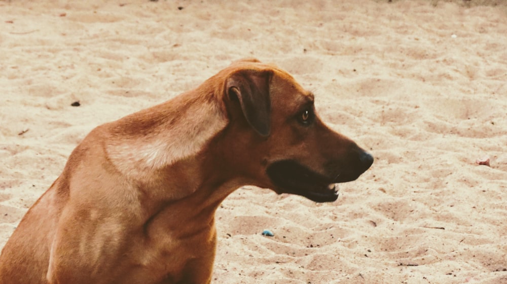 Perro de pelo corto marrón sobre arena marrón durante el día