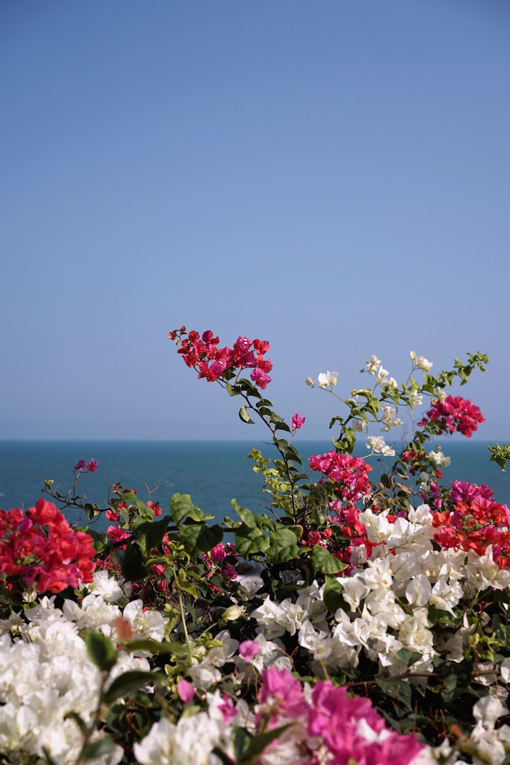 flores brancas e vermelhas perto do corpo de água durante o dia