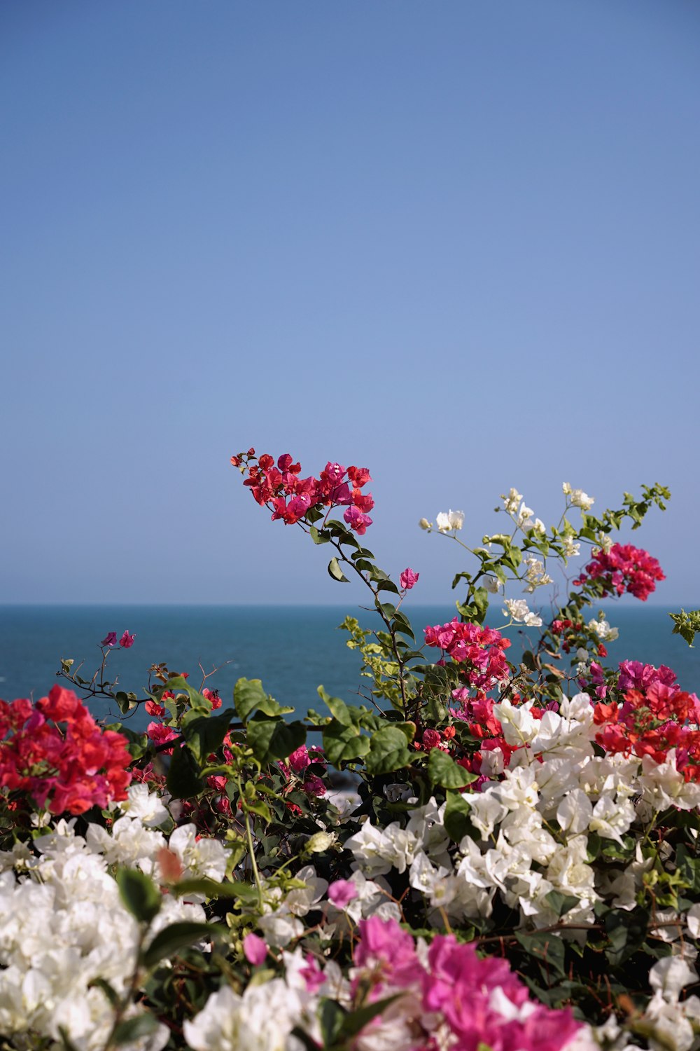 white and red flowers near body of water during daytime