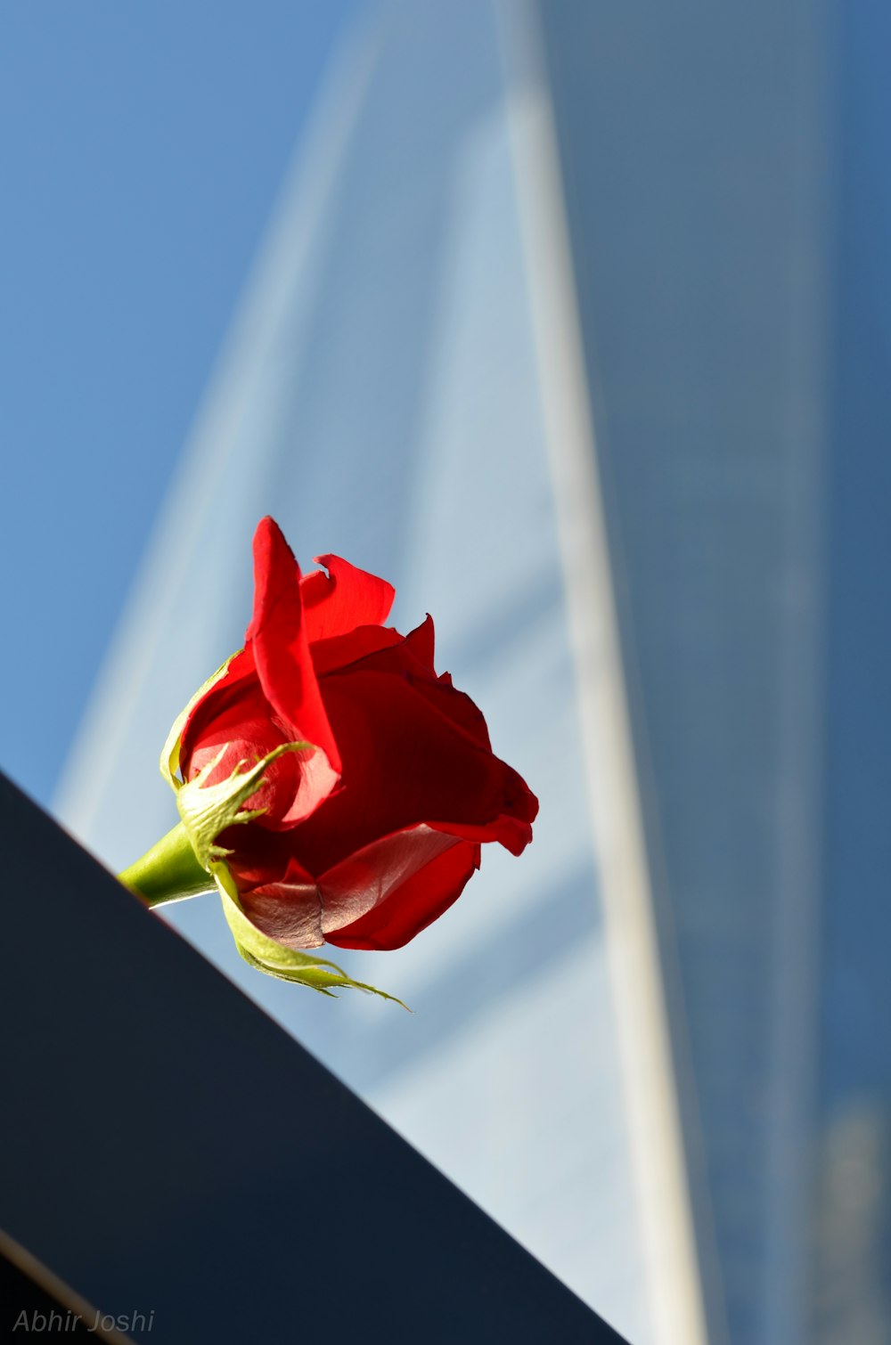 red rose in bloom during daytime