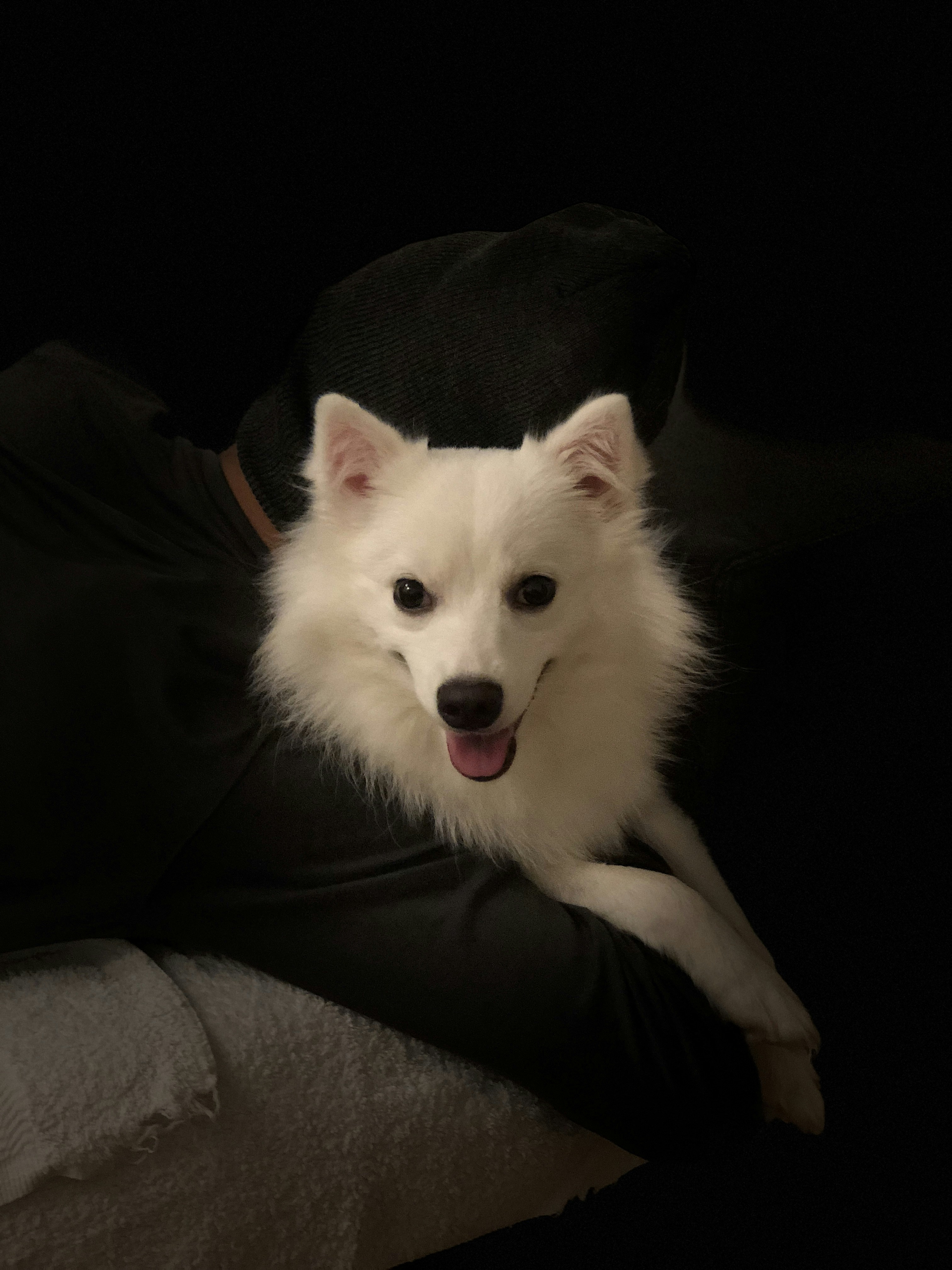 White Pomeranian Puppy On Black Textile Photo Free Singapore Image On Unsplash