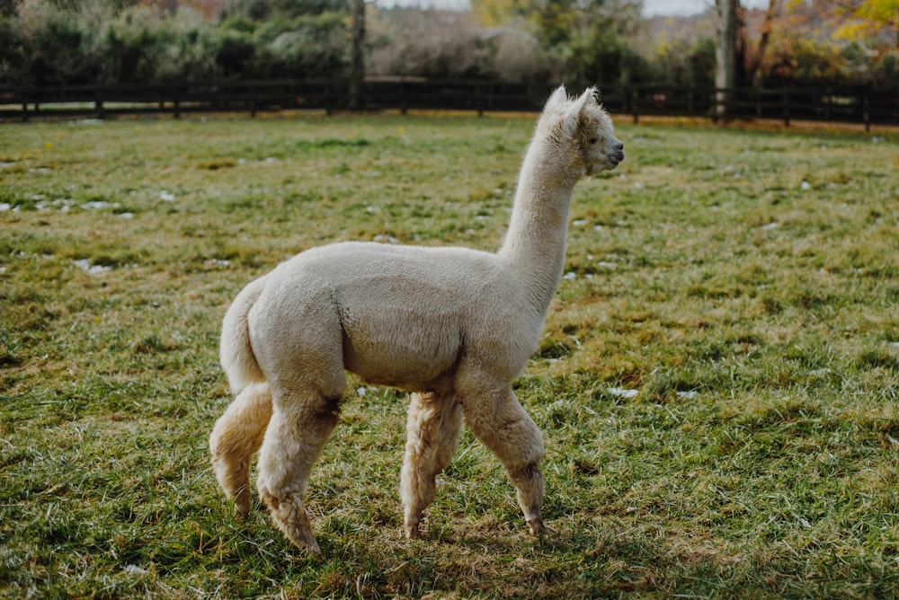 white llama on green grass field during daytime