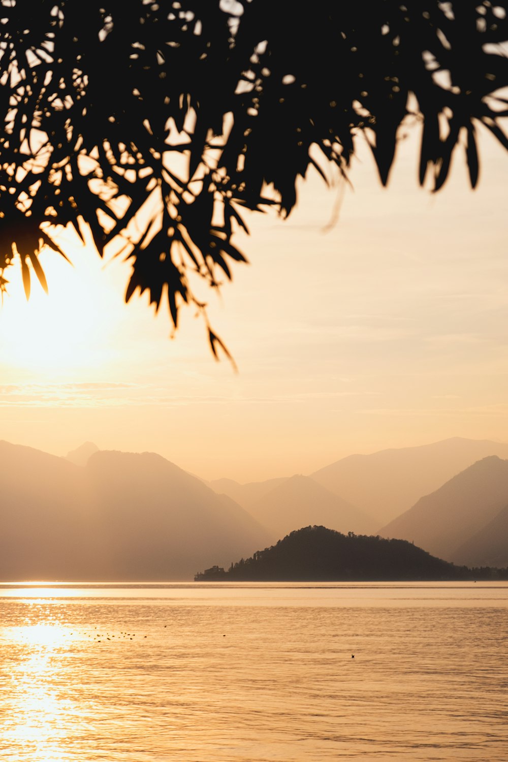 silhouette of trees near mountain during daytime