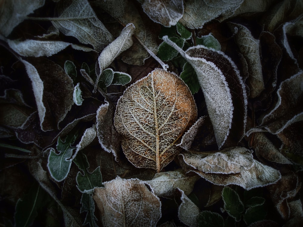 braunes getrocknetes Blatt auf grünen Blättern