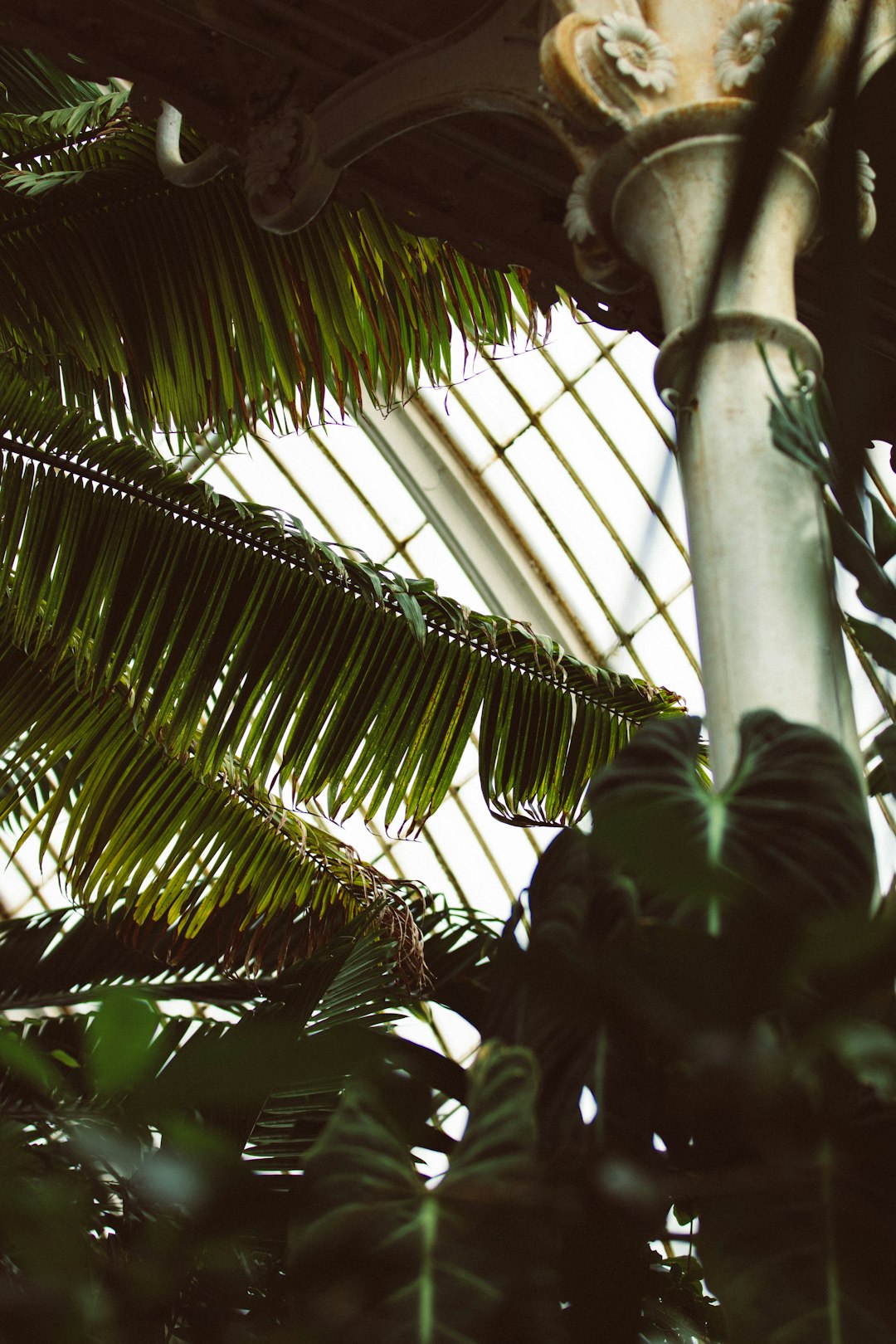 green palm tree during daytime