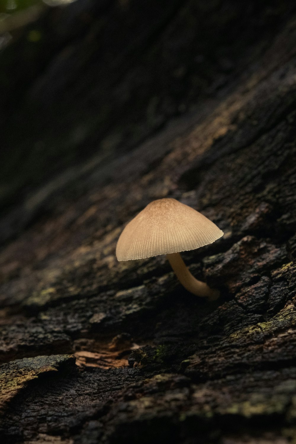 white mushroom on black tree trunk