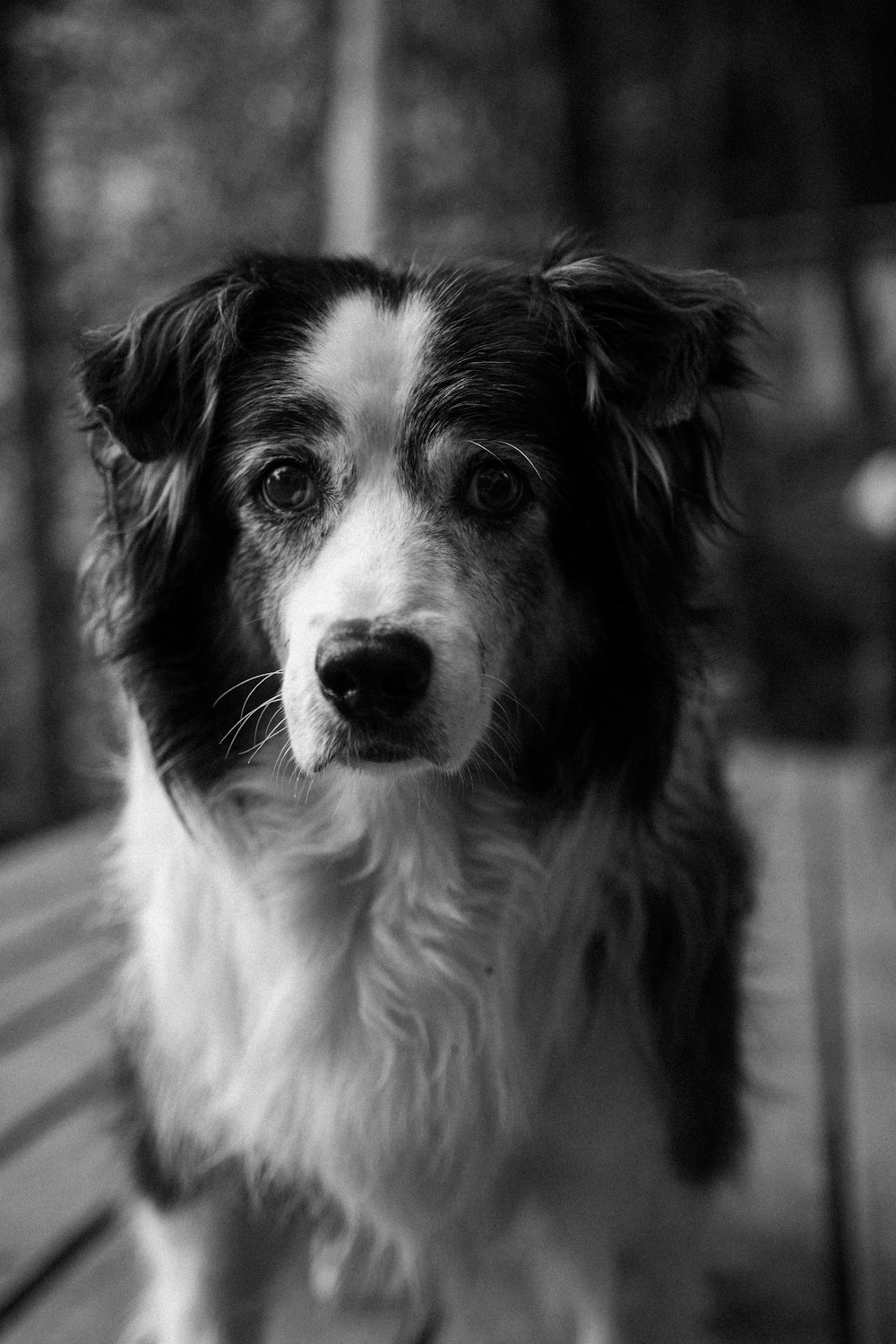 grayscale photo of border collie