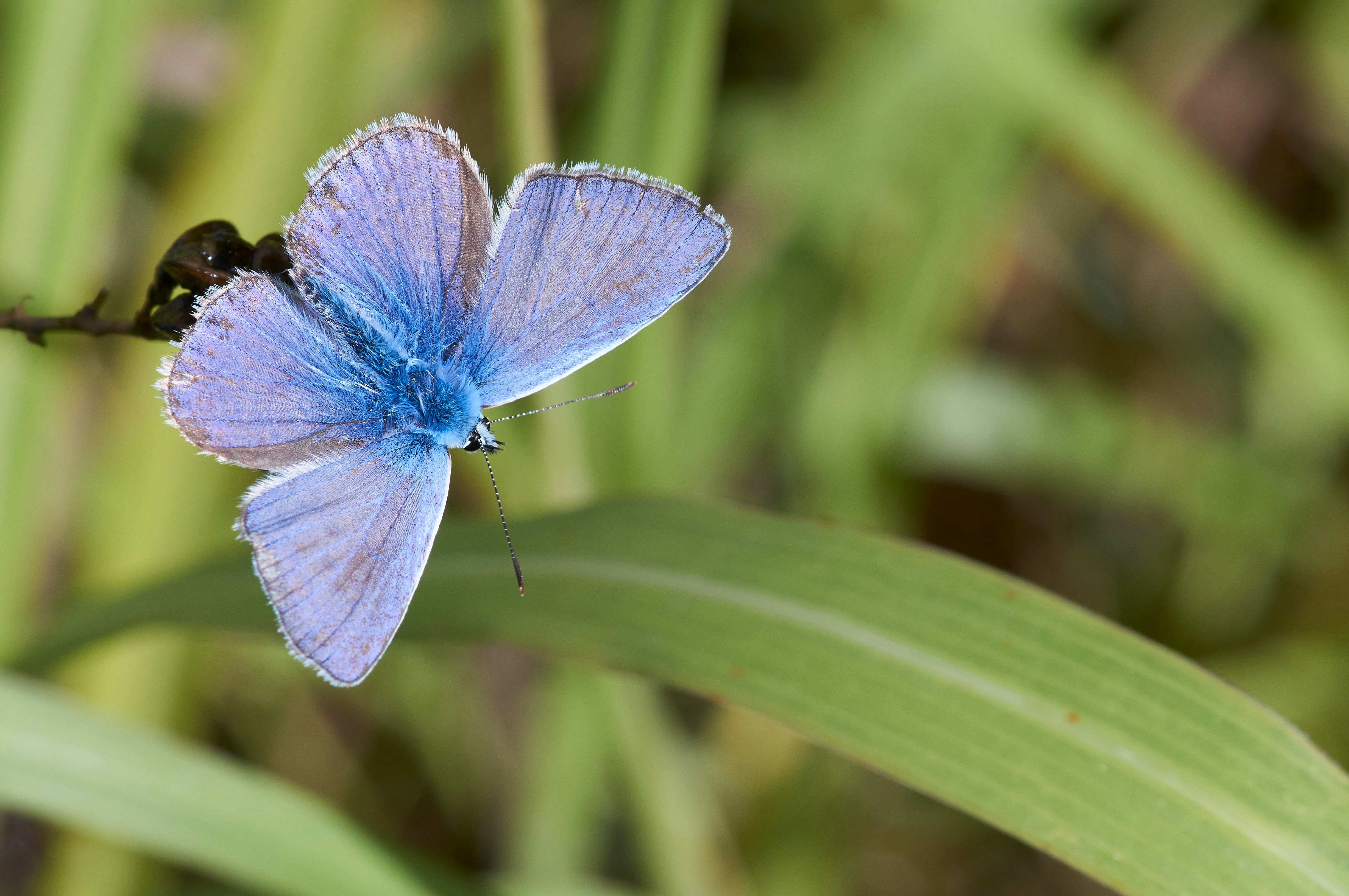 Photo by wolfgang_hasselmann