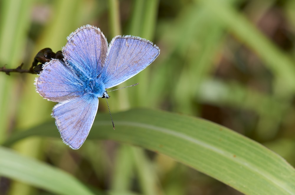 blue and white butterfly on green grass during daytime