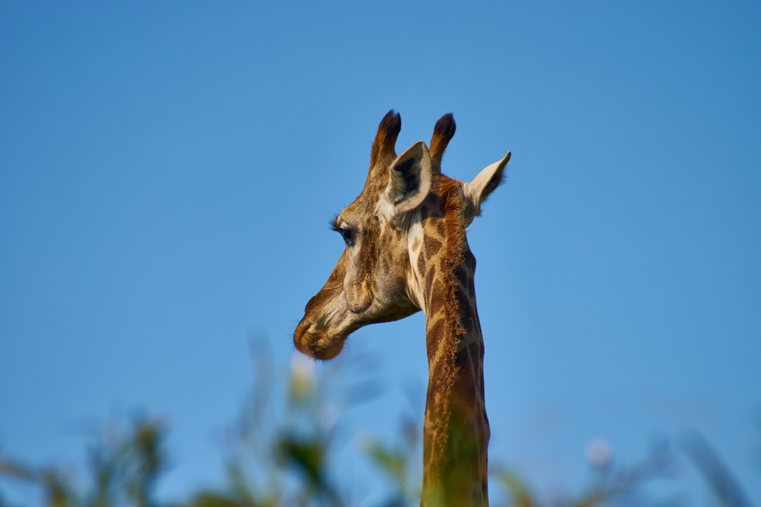 brown giraffe under blue sky during daytime