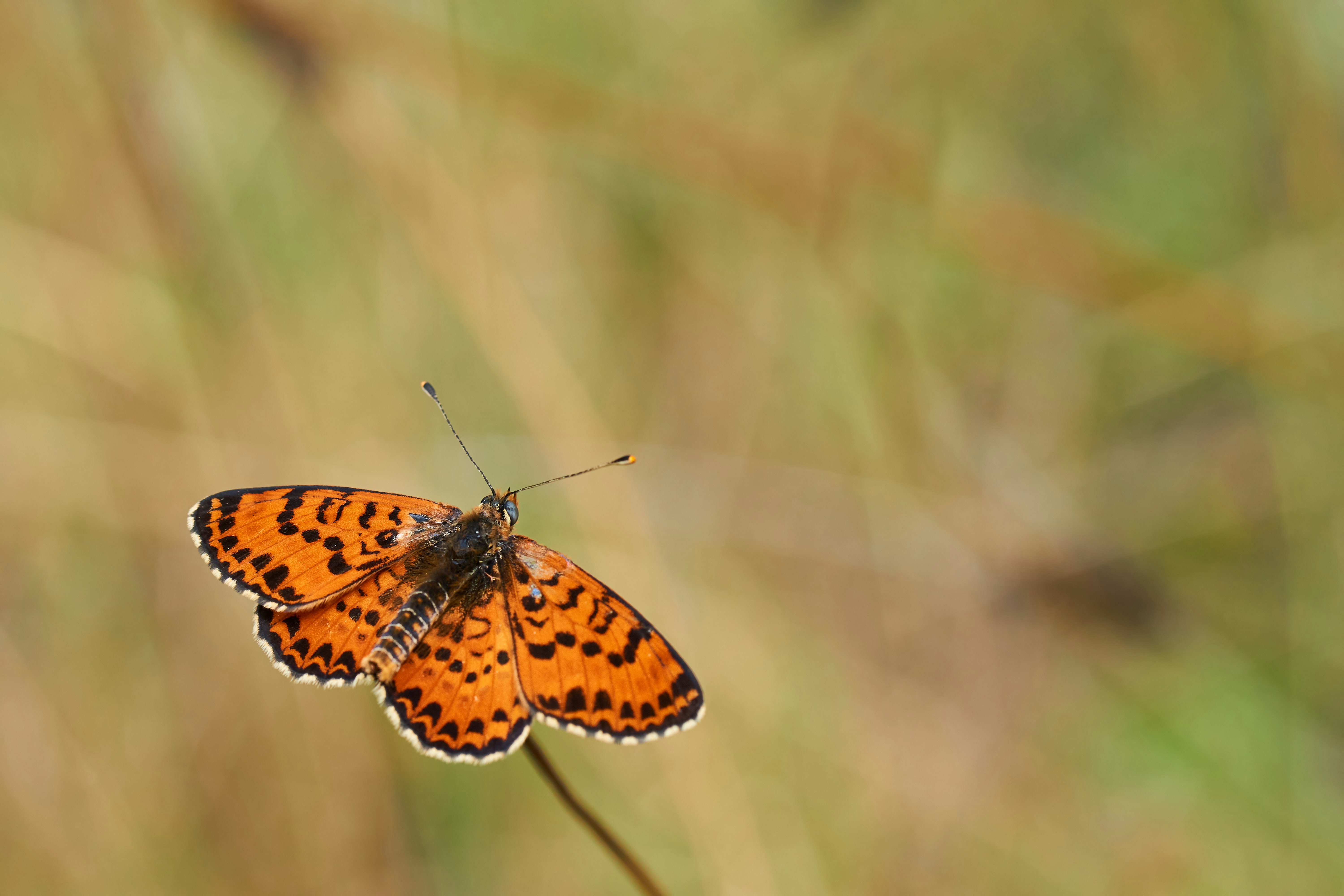 Photo by wolfgang_hasselmann