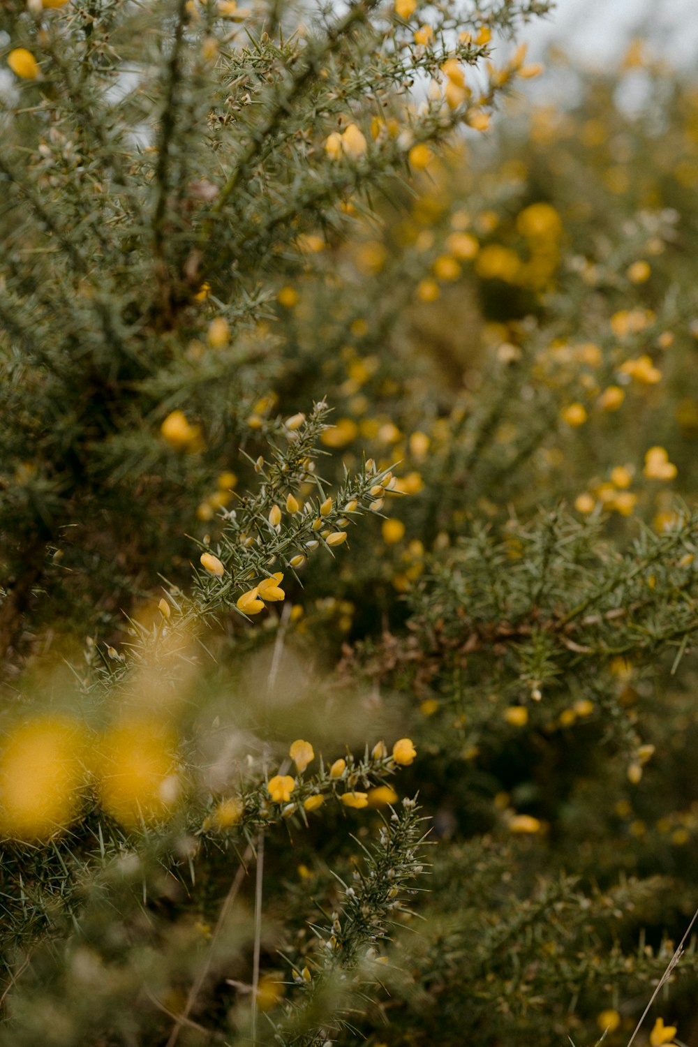 yellow flowers in tilt shift lens