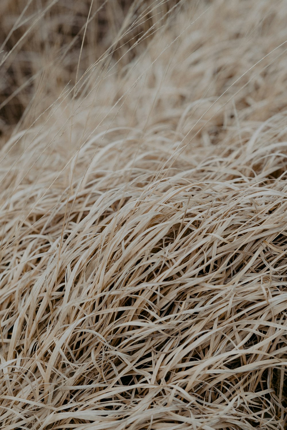 brown wheat in close up photography