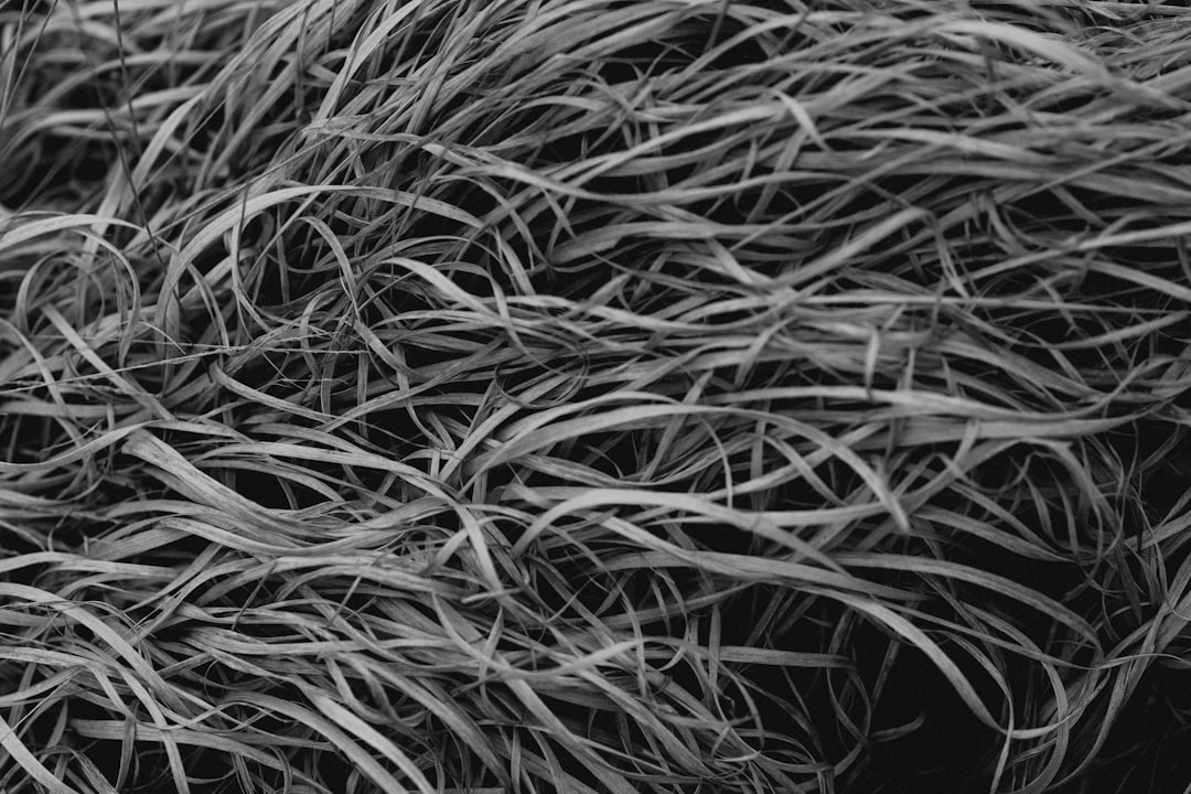 grayscale photo of grass in black background