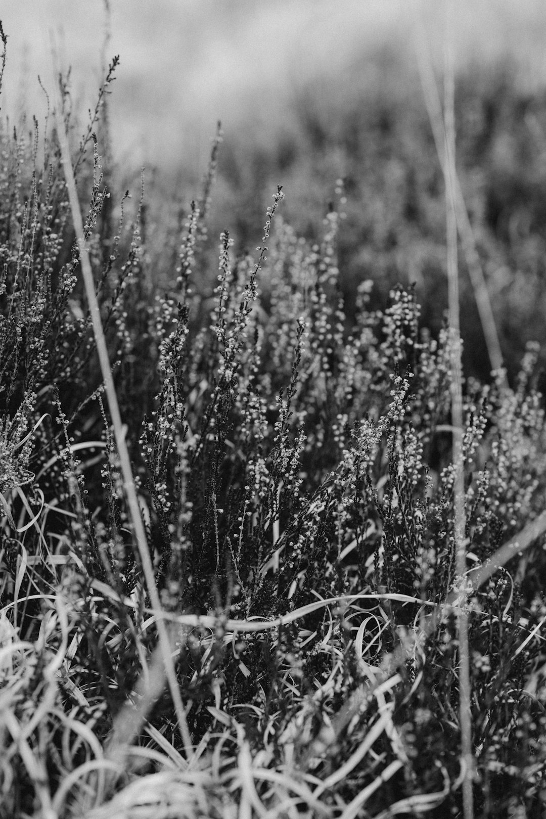 grayscale photo of grass field