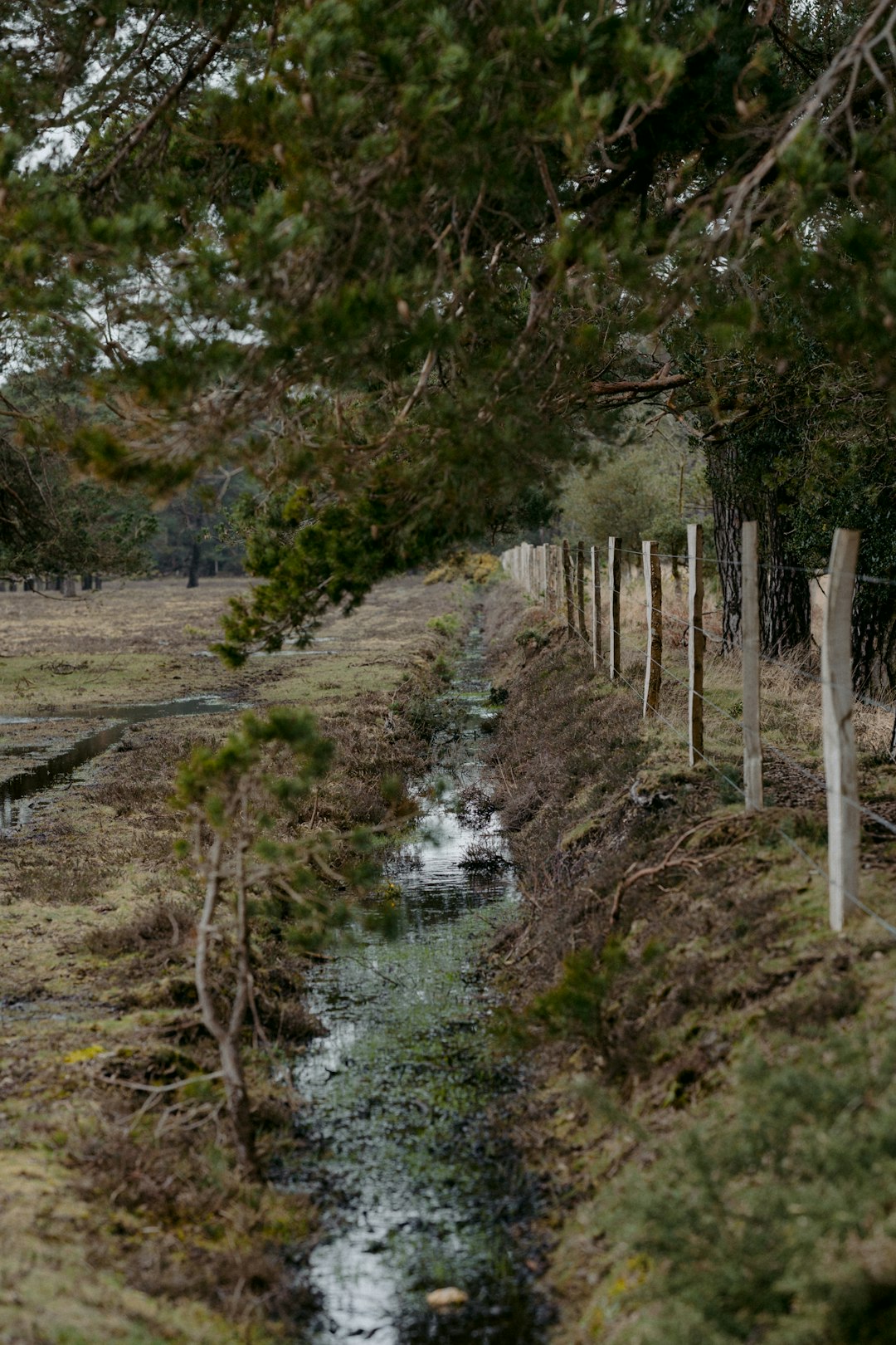 green grass and trees near river during daytime