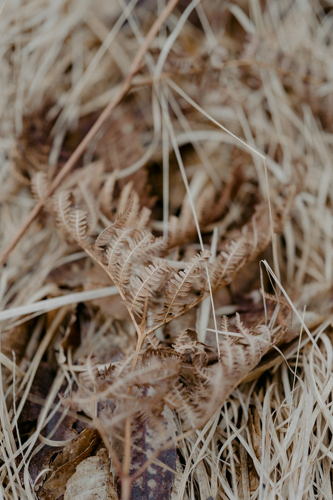 brown wheat in close up photography