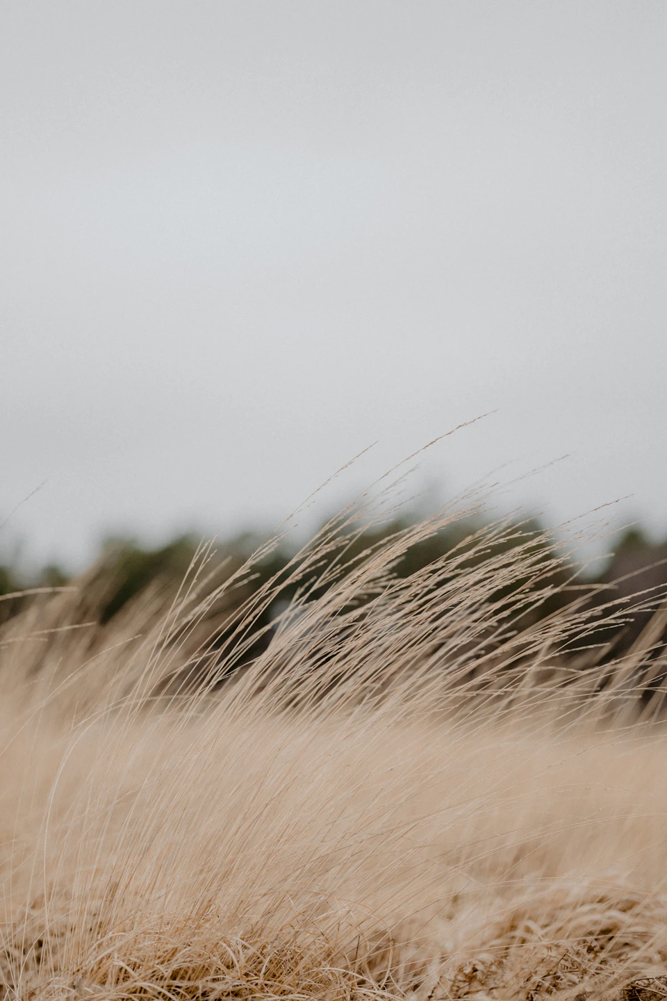 The image depicts a serene landscape with tall, dry grass swaying gently in the breeze. The grass is a light brown color and stands out against the overcast sky. In the distance, trees can be seen peeking through the foliage, adding depth to the scene. The perspective of the photo is taken from below, looking up at the grass and trees, creating a sense of scale and grandeur.