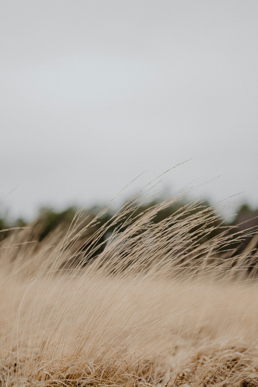 brown grass field during daytime