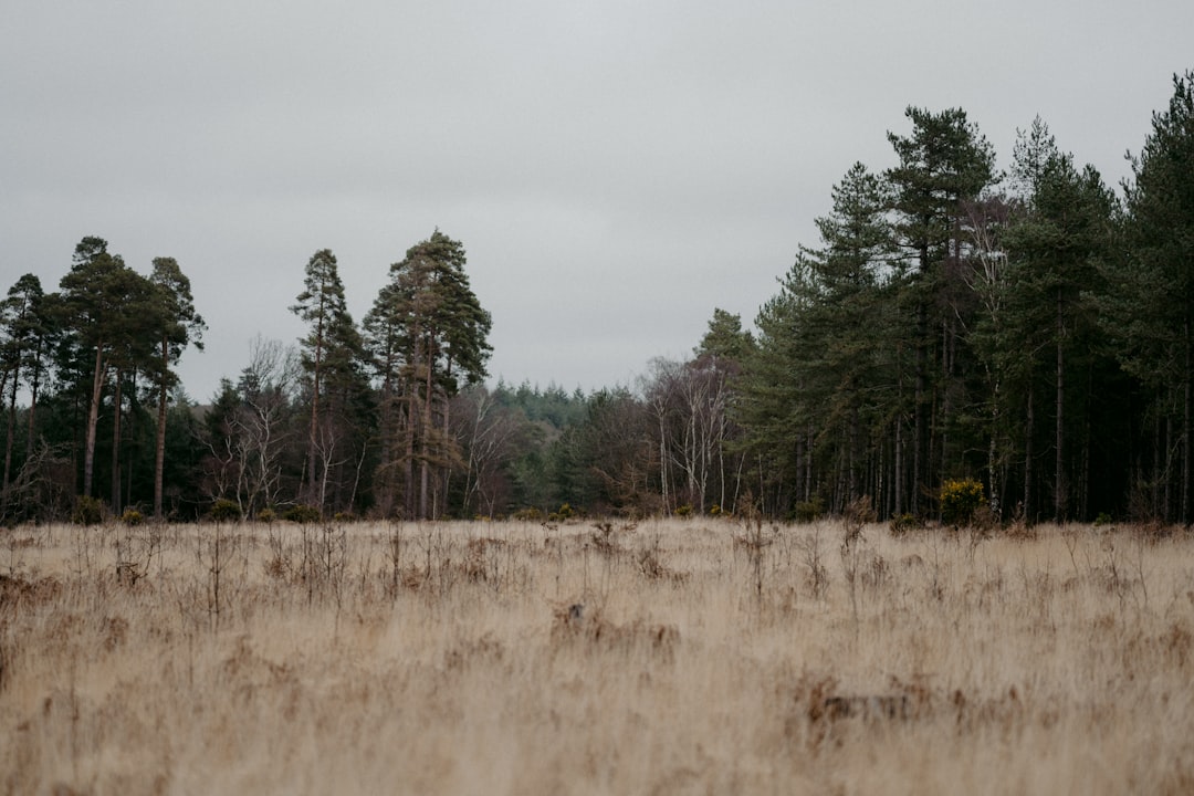 green trees on brown grass field during daytime