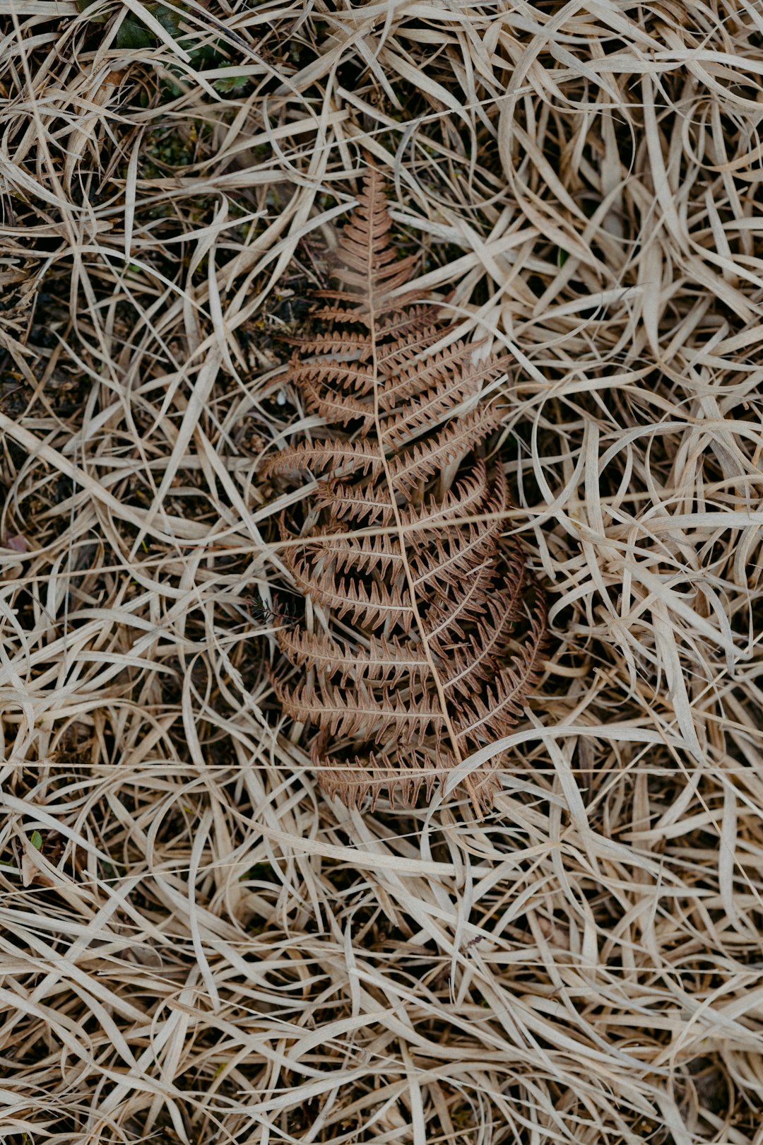 brown dried leaves on ground