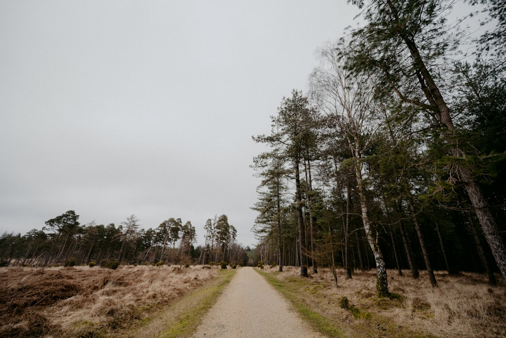 green trees on brown field under white sky during daytime