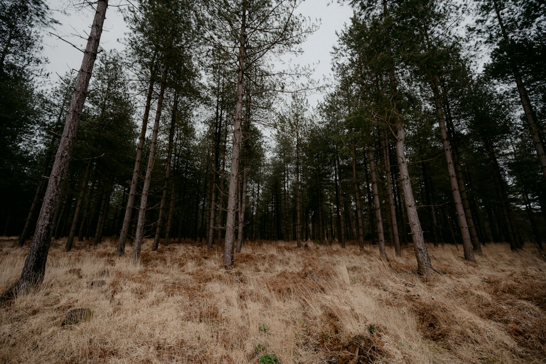 brown grass field with trees