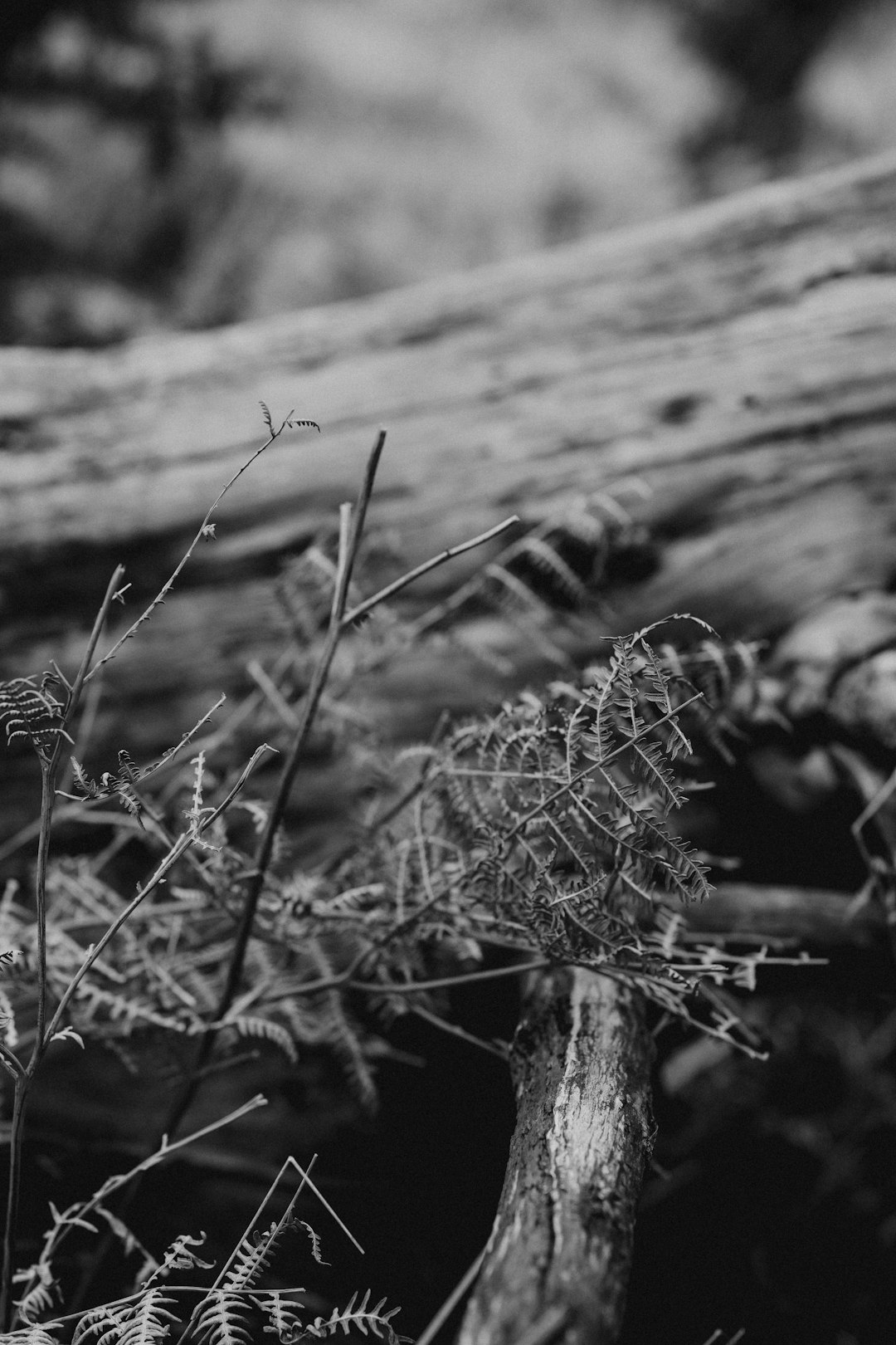 grayscale photo of dried grass