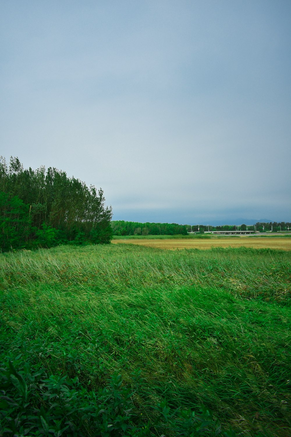 green grass field under gray sky