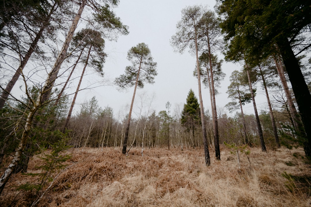 green trees on brown grass field during daytime