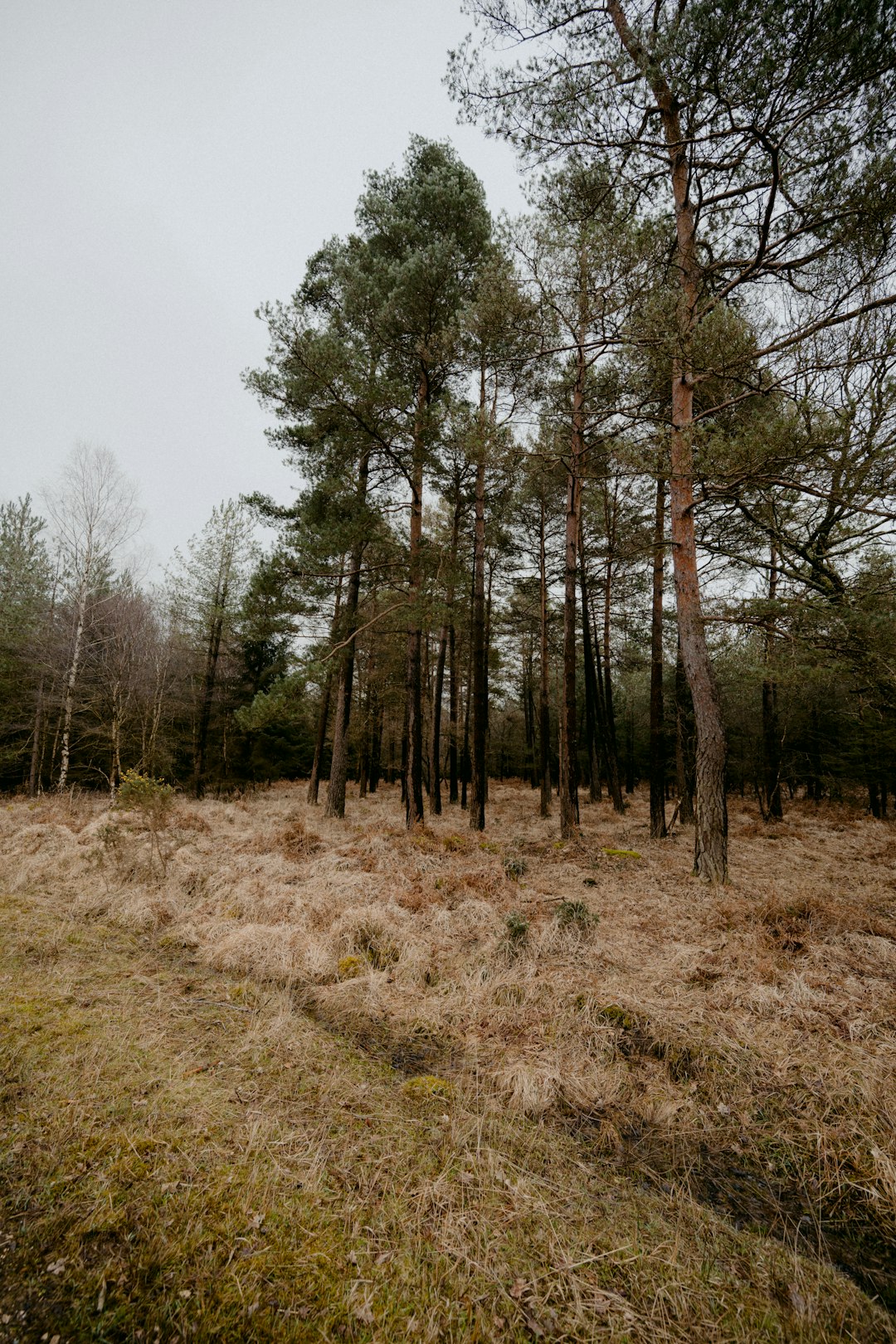 green trees on brown grass field during daytime