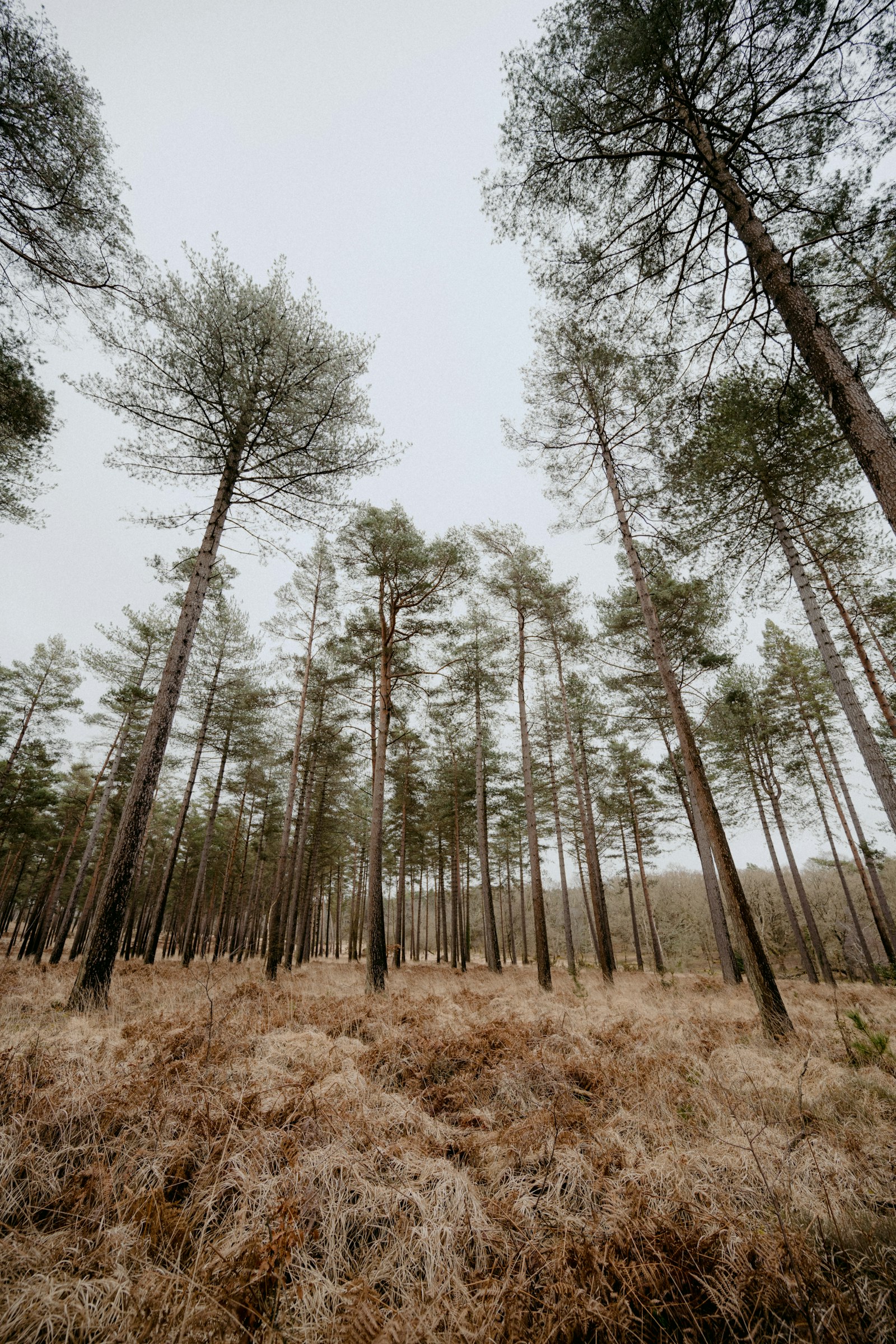 Nikon Nikkor Z 14-30mm F4 S sample photo. Green trees on brown photography