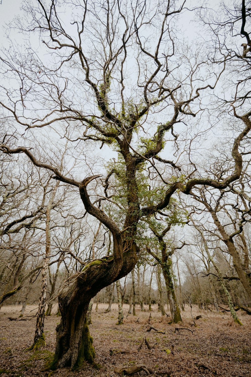 leafless tree on snow covered ground