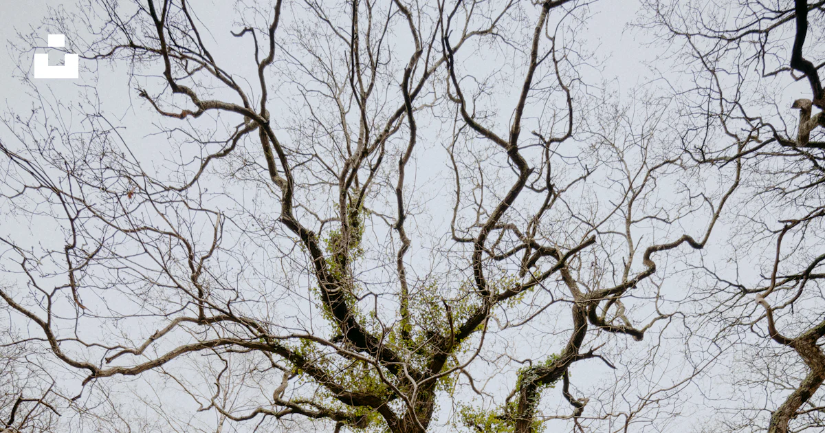Leafless tree on snow covered ground photo – Free Grey Image on Unsplash