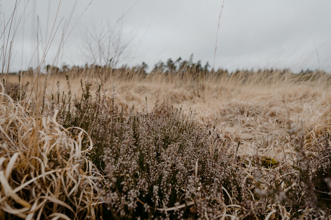 brown grass field during daytime