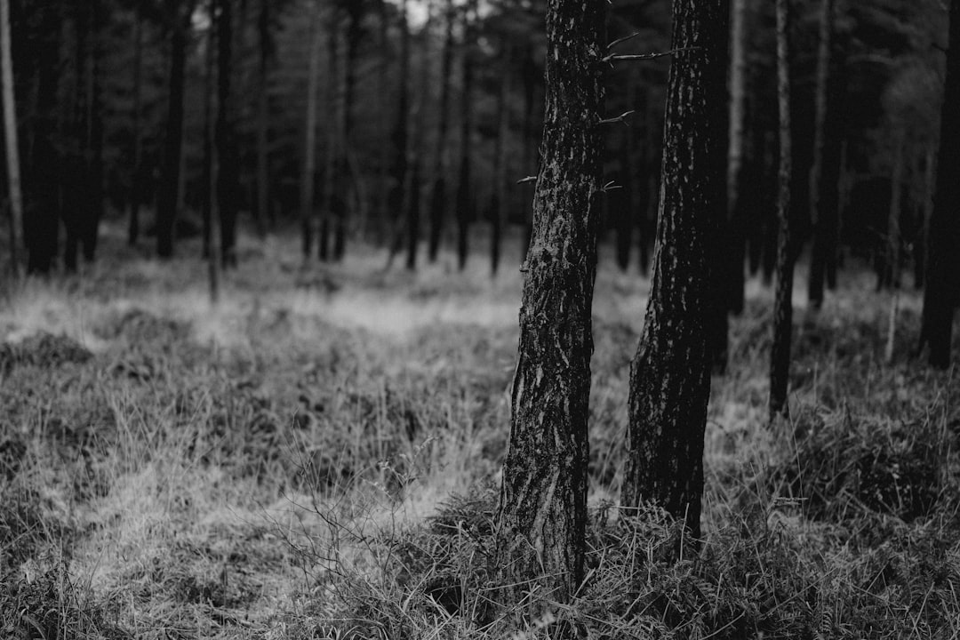 grayscale photo of trees on grass field