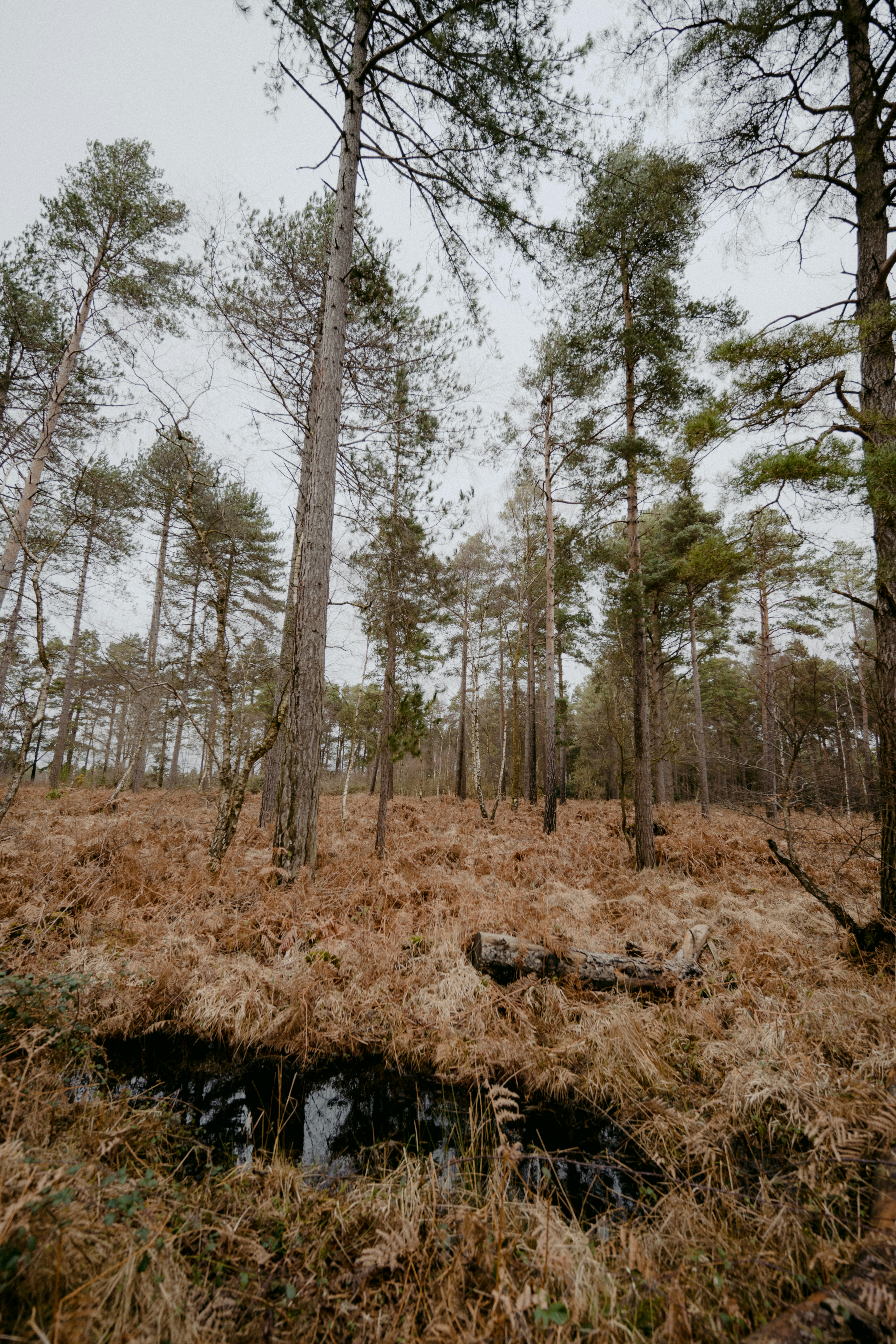 Photo by anniespratt