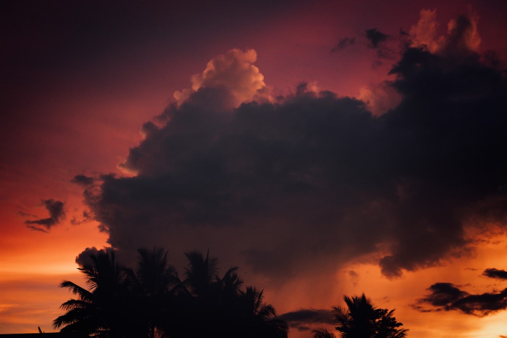 silhouette of trees under cloudy sky during daytime