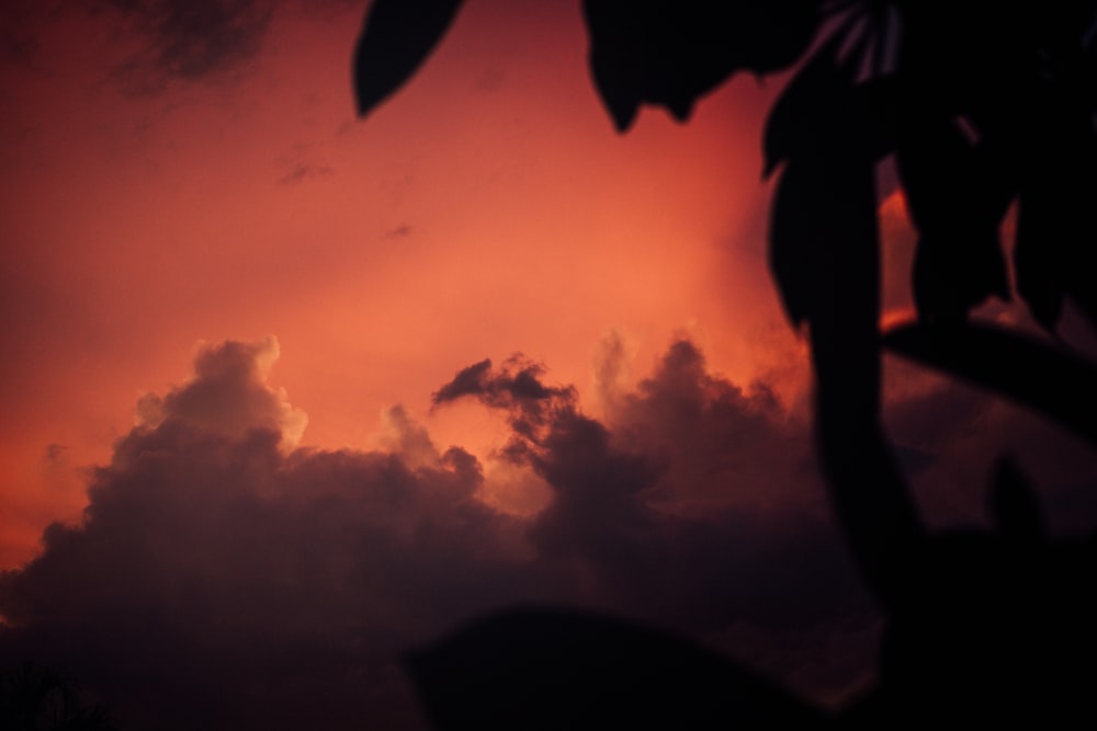 silhouette of leaves during sunset