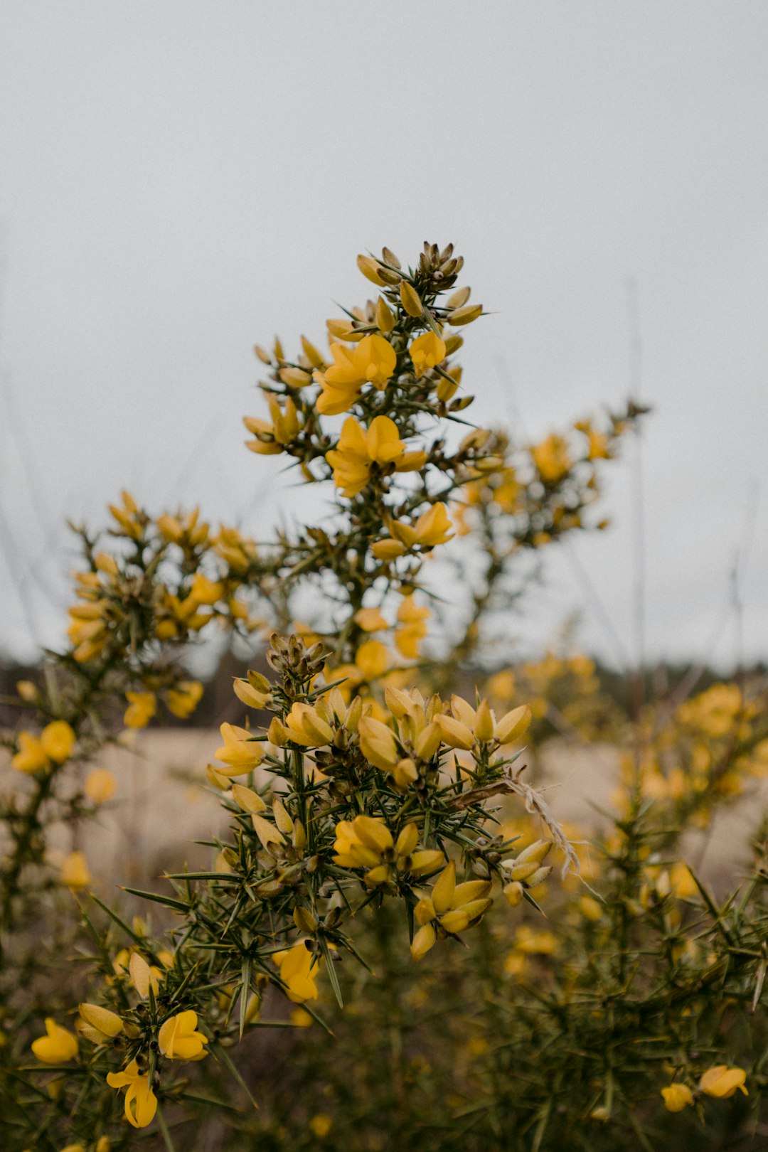 yellow flowers in tilt shift lens