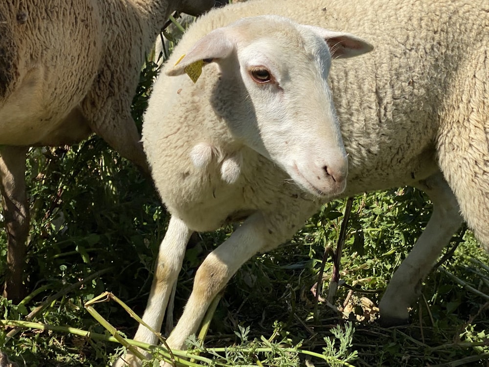 oveja blanca en hierba verde durante el día