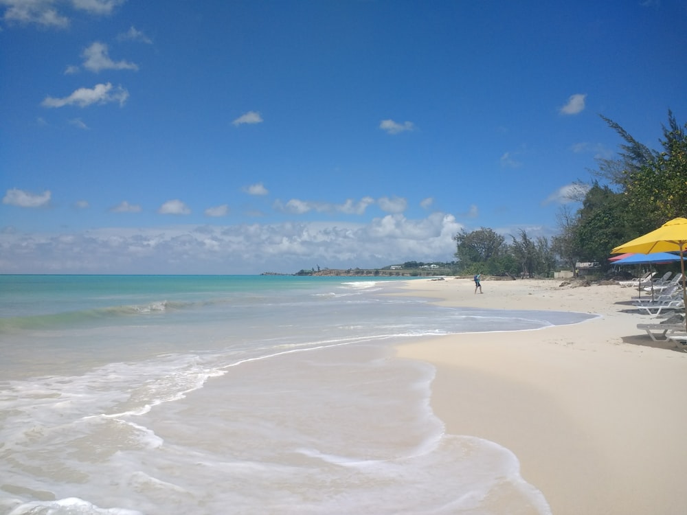 Grüne Palmen am Strandufer unter blauem Himmel tagsüber