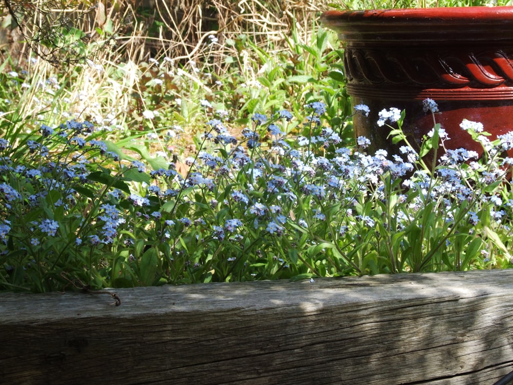 purple flowers on brown wooden fence