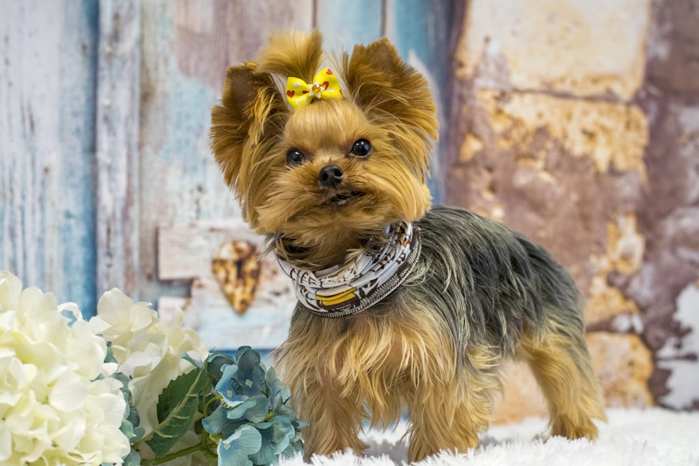 brown and black yorkshire terrier puppy