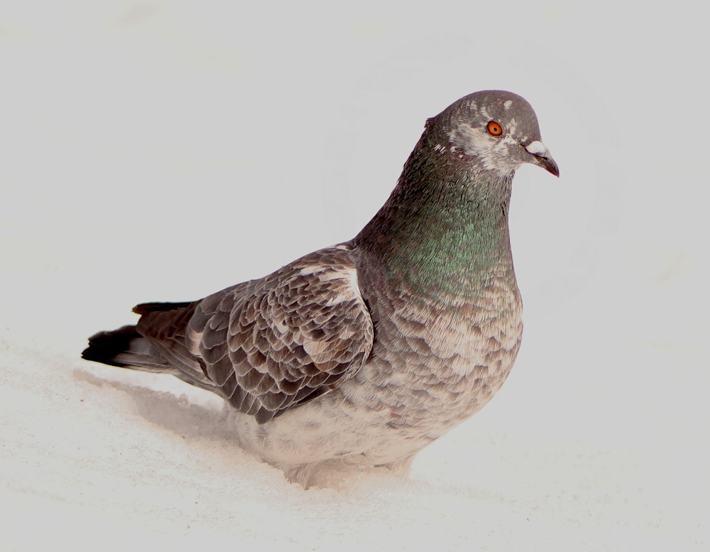 gray and green pigeon on white snow