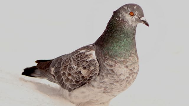 Pigeon