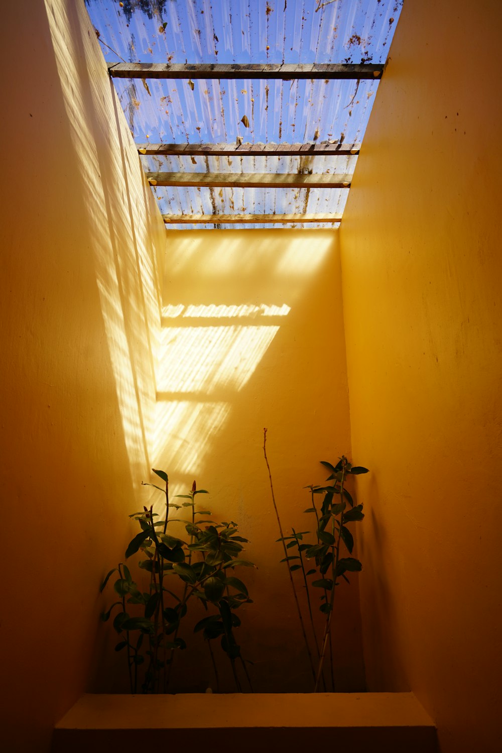 green plant near white window curtain