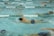 Several swimmers are actively participating in a swim race, showcased by their dynamic movements in separate lanes of a swimming pool. Their synchronized strokes create splashes and ripples, emphasizing the competitive nature of the event.