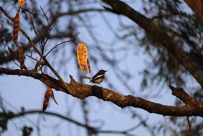 brown and white bird on brown tree branch during daytime