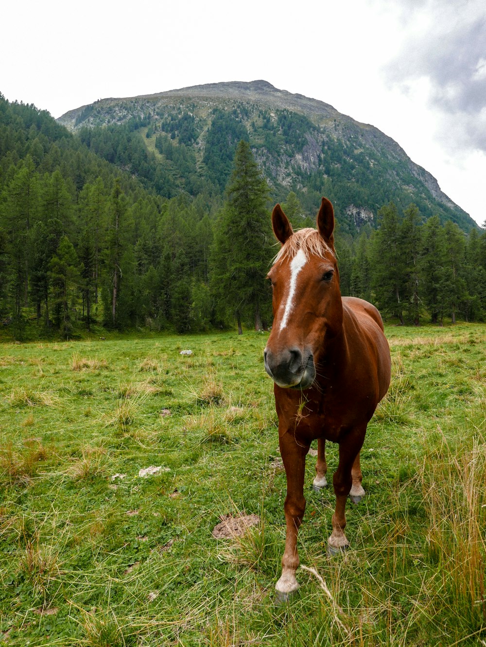 brown horse on green grass field during daytime